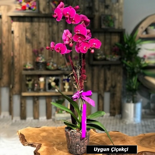 Fujya Orkide