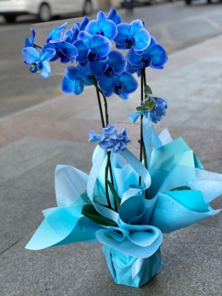 Mavi Orkide-Çift Dal