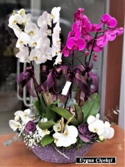Dört Köklü Orkide - Adapazarı Çiçek